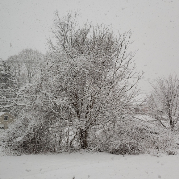 Snow - Picture 7 of 7